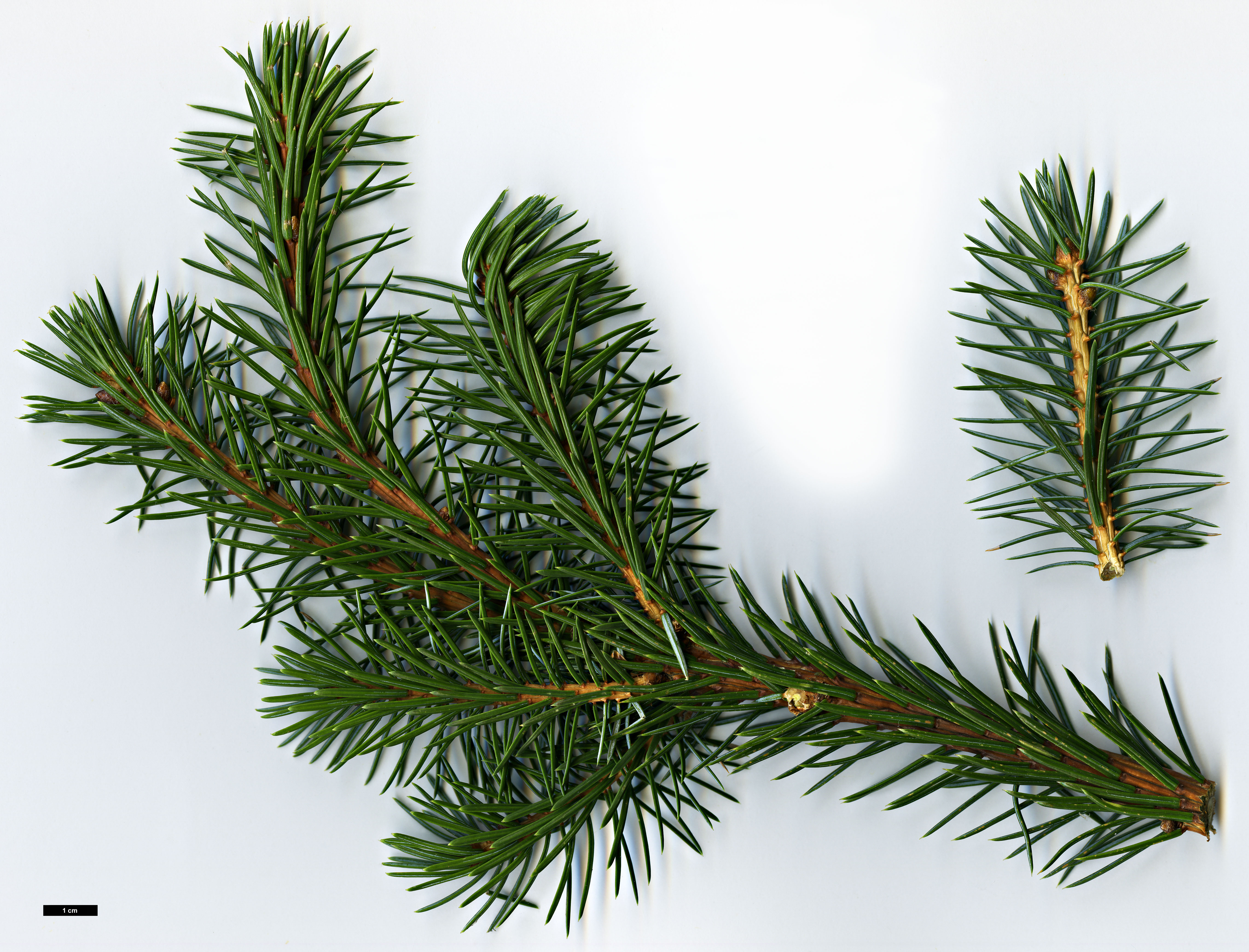 High resolution image: Family: Pinaceae - Genus: Picea - Taxon: ×moseri (P.jezoensis × P.mariana)